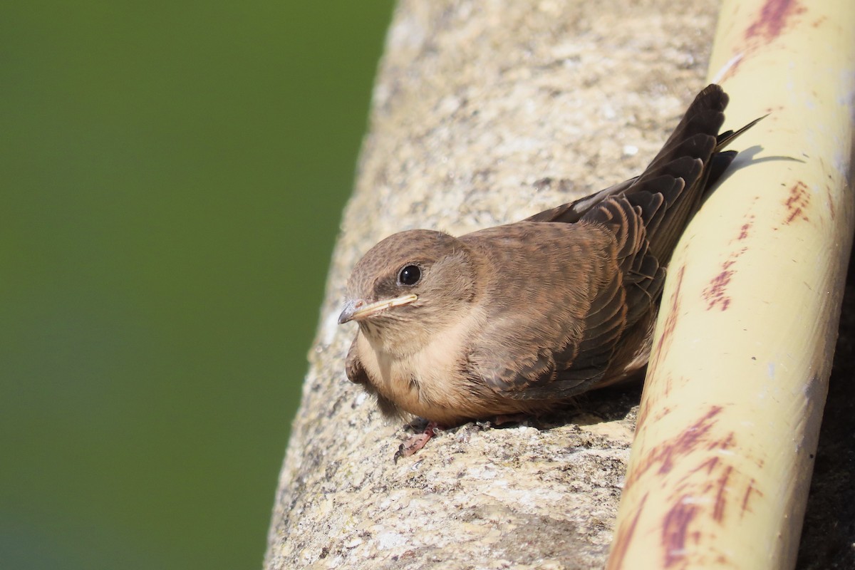 Eurasian Crag-Martin - ML598001981