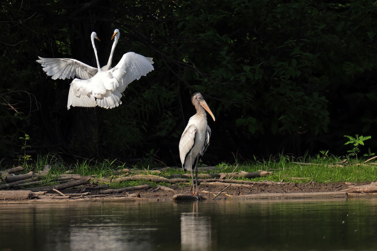 Wood Stork - Doug Hommert