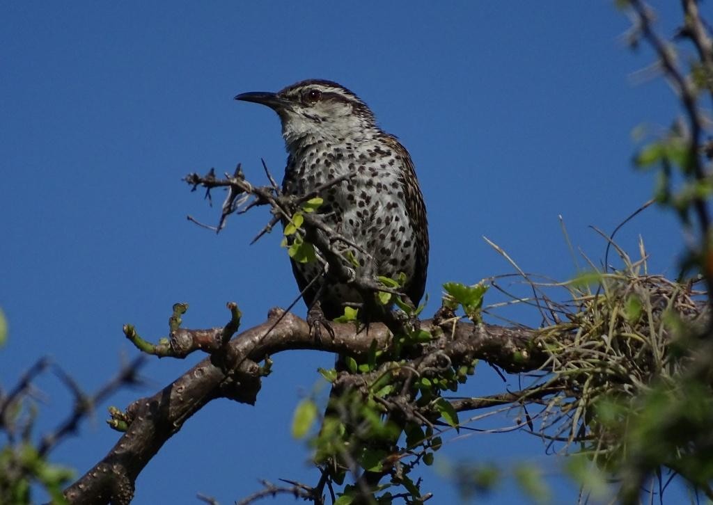 Boucard's Wren - ML598002571