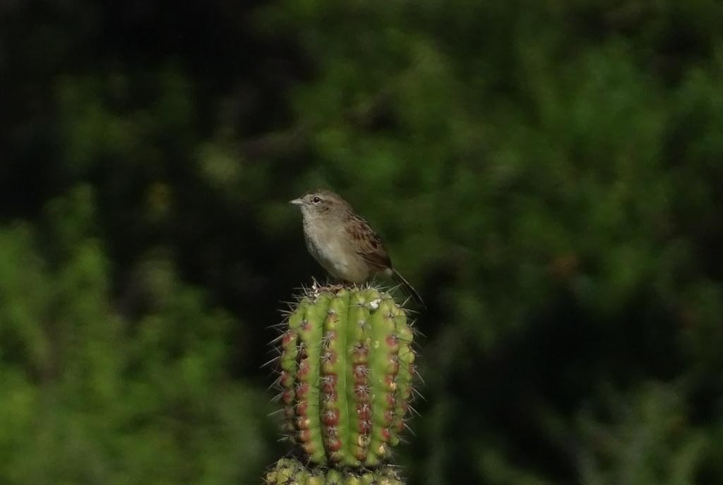 Botteri's Sparrow - ML598002831