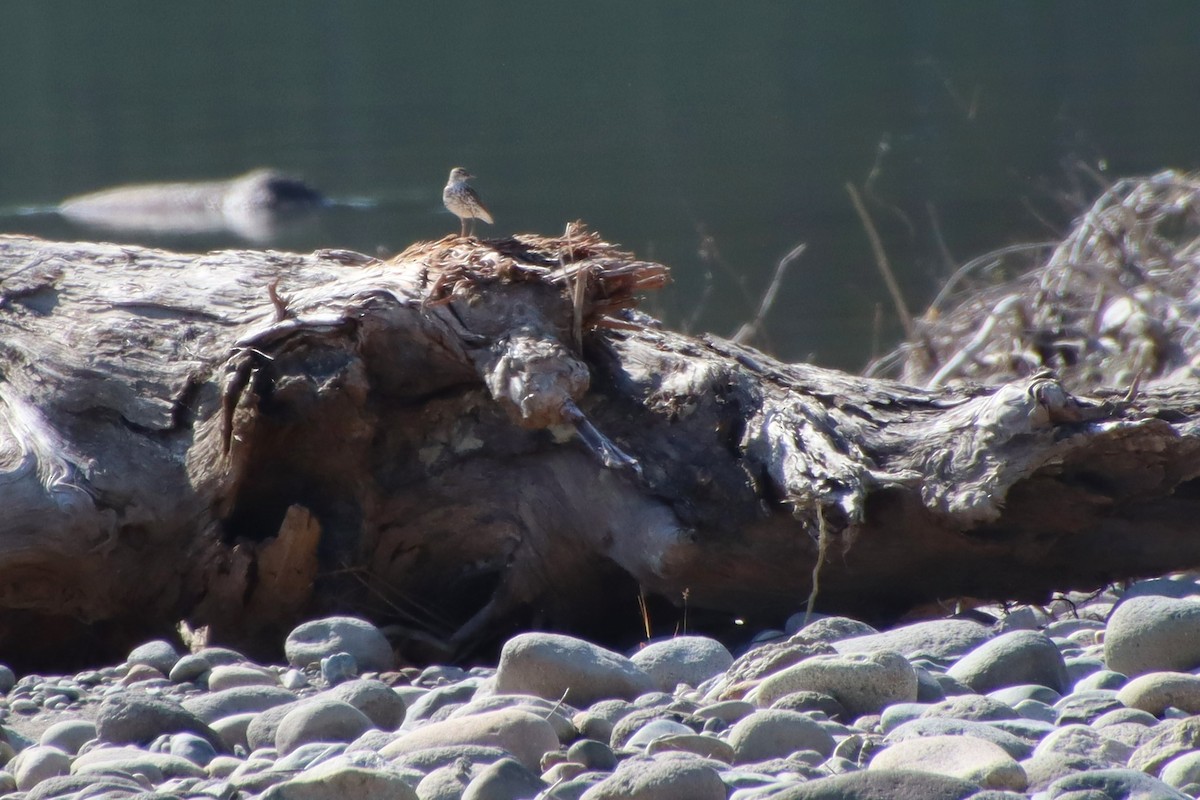 Spotted Sandpiper - Dianne Murray