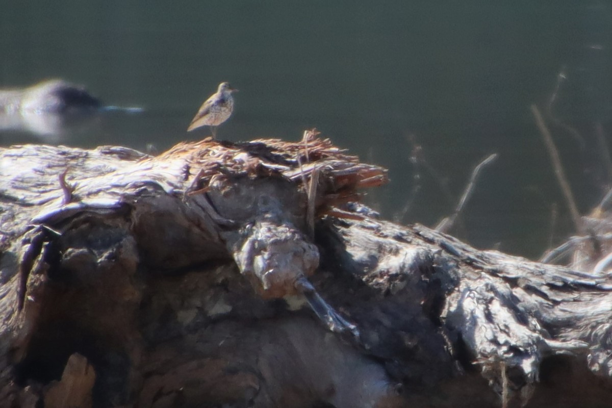 Spotted Sandpiper - ML598002981