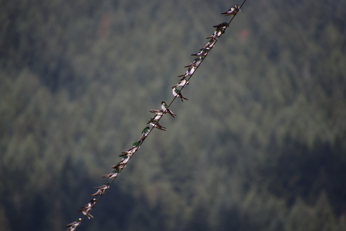 Hirondelle à face blanche - ML598003261