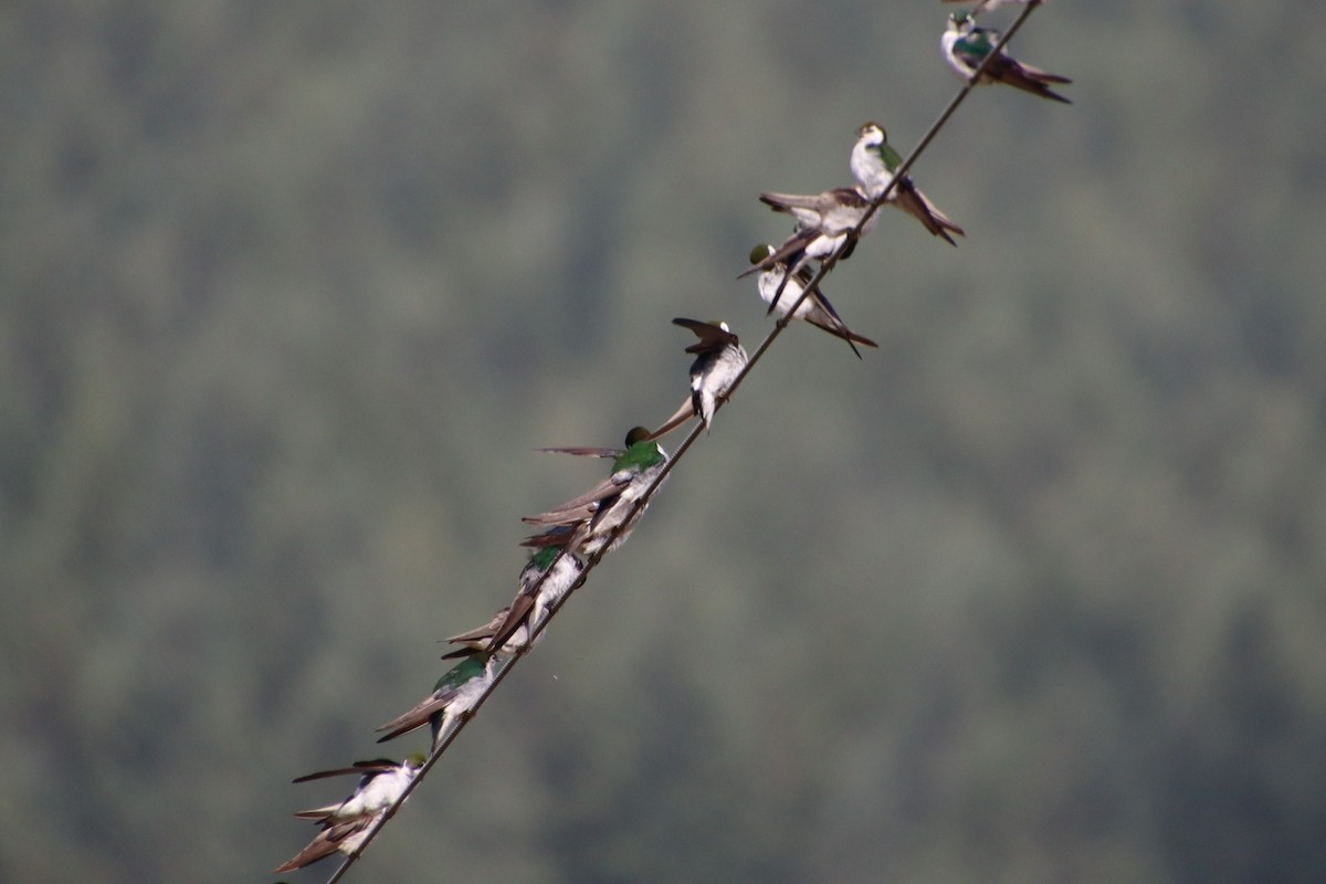 Violet-green Swallow - Dianne Murray