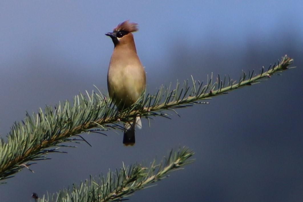 Cedar Waxwing - Dianne Murray