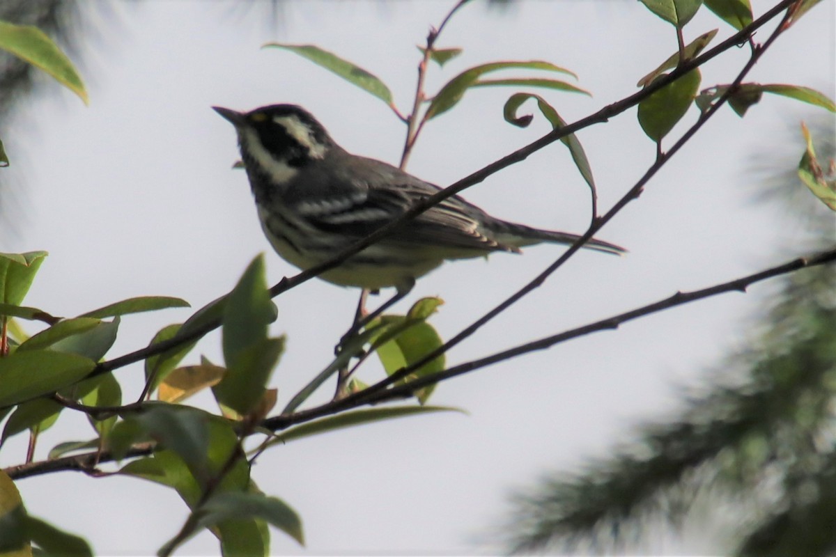 Black-throated Gray Warbler - ML598003701