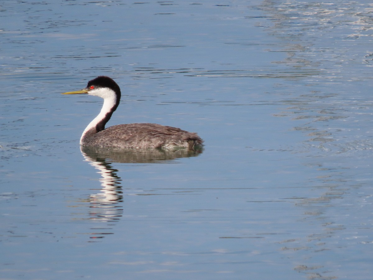 Western Grebe - Kathryn Mills