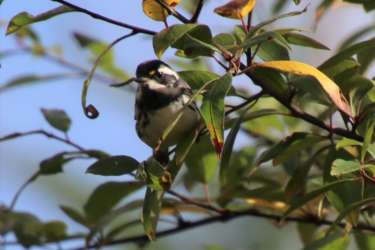 Black-throated Gray Warbler - Dianne Murray