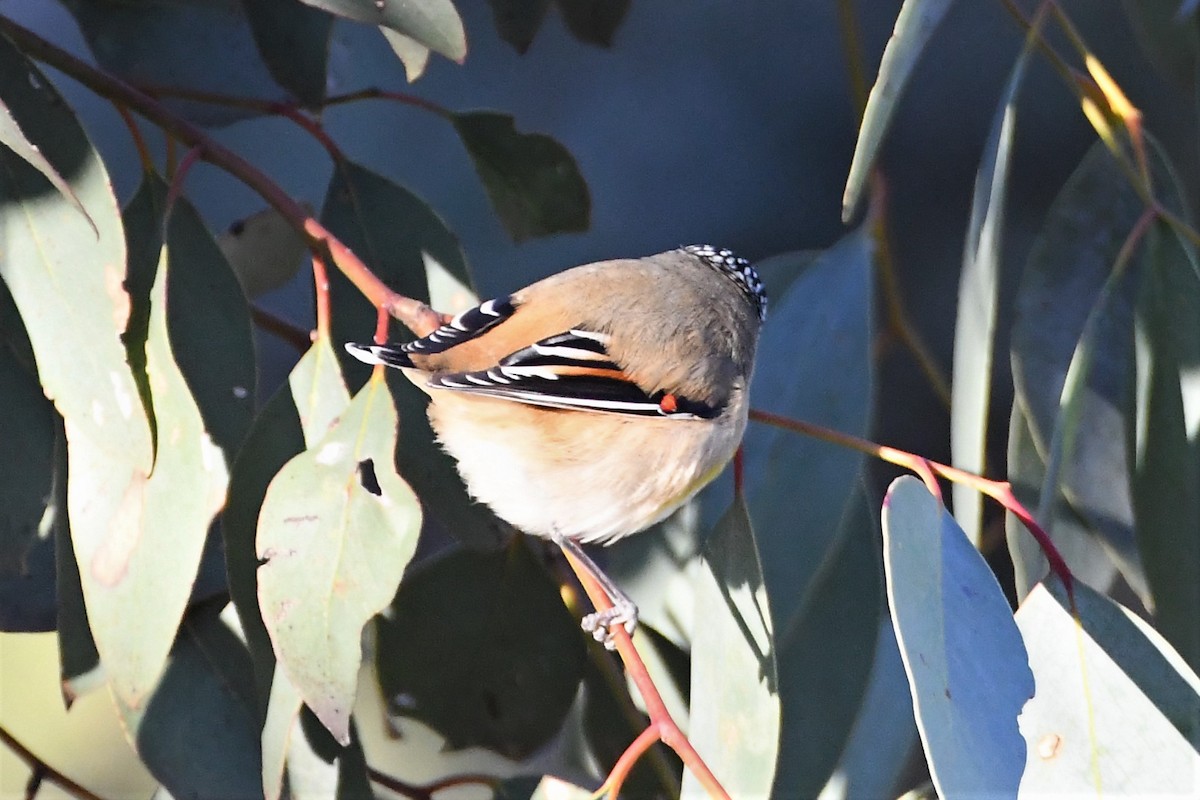 Pardalote Estriado - ML598003961