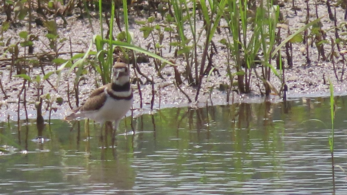 Killdeer - ML598004291