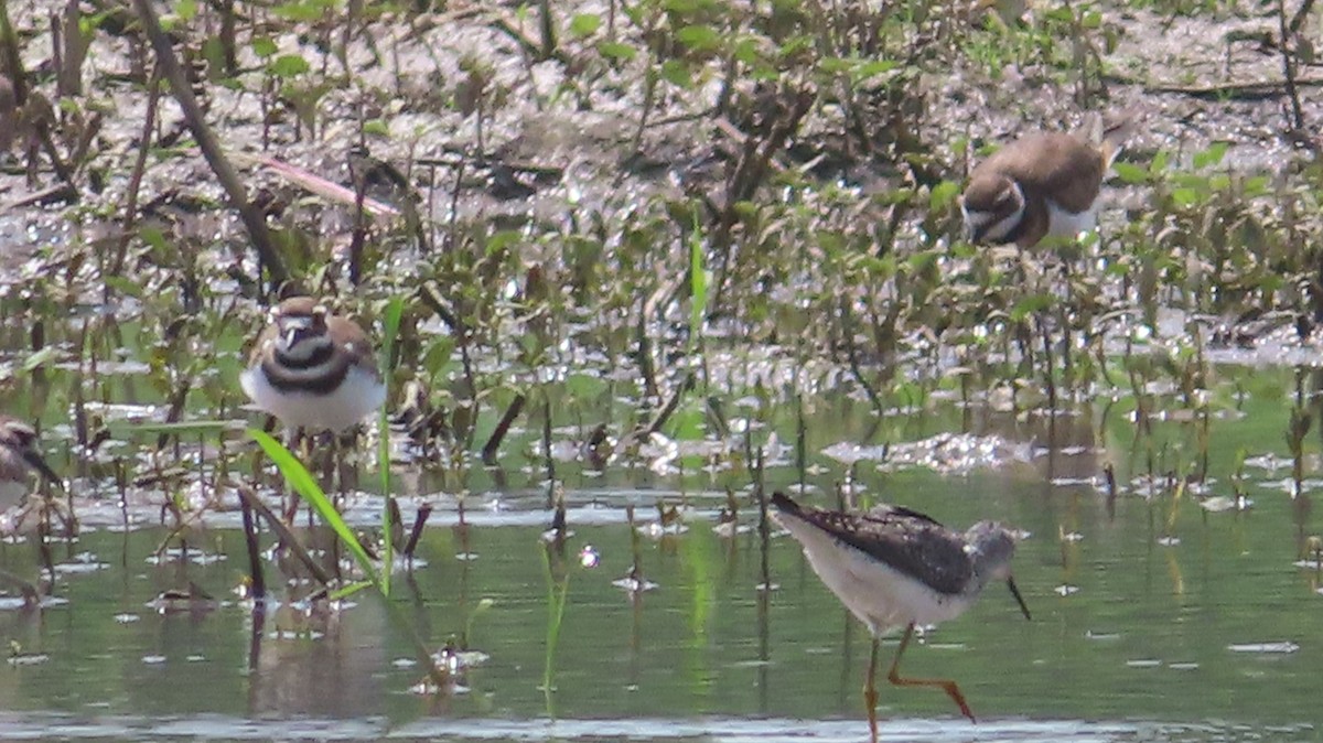 Killdeer - ML598004341