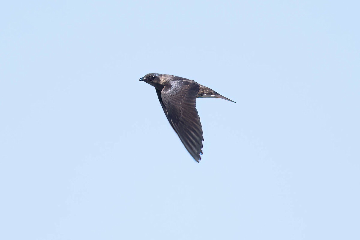 Purple Martin - ML598004511