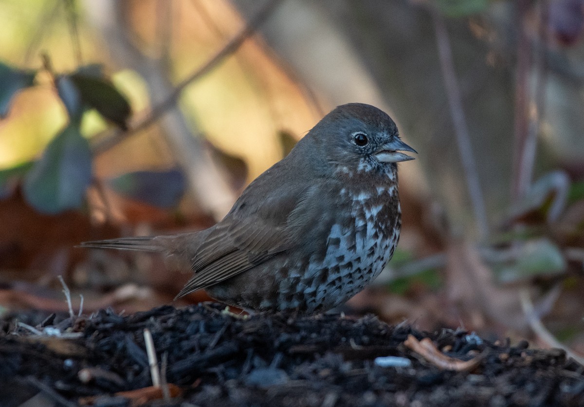 Fox Sparrow (Sooty) - ML598005071