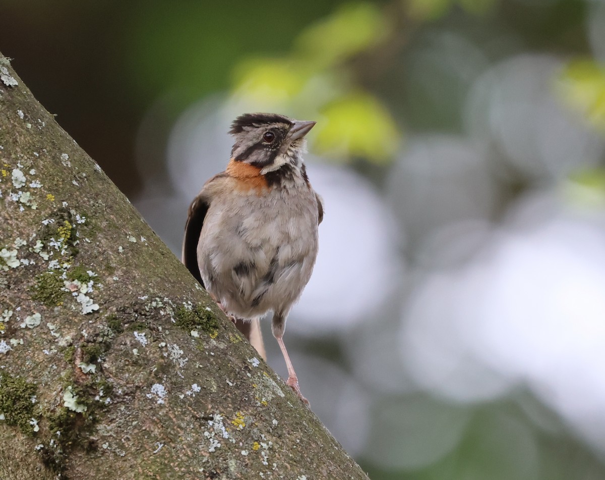 Rufous-collared Sparrow - ML598005591