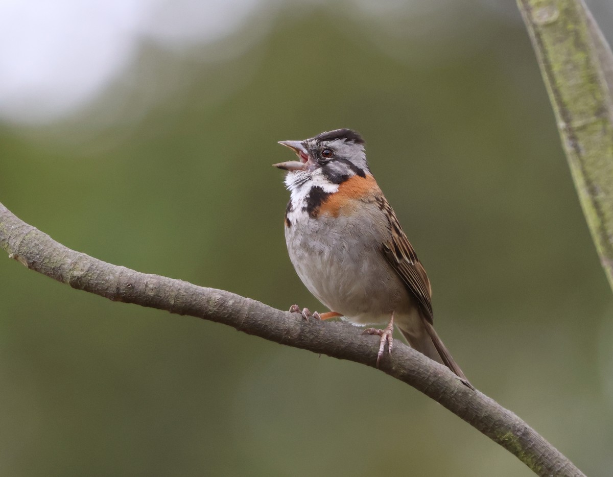 Rufous-collared Sparrow - ML598005601