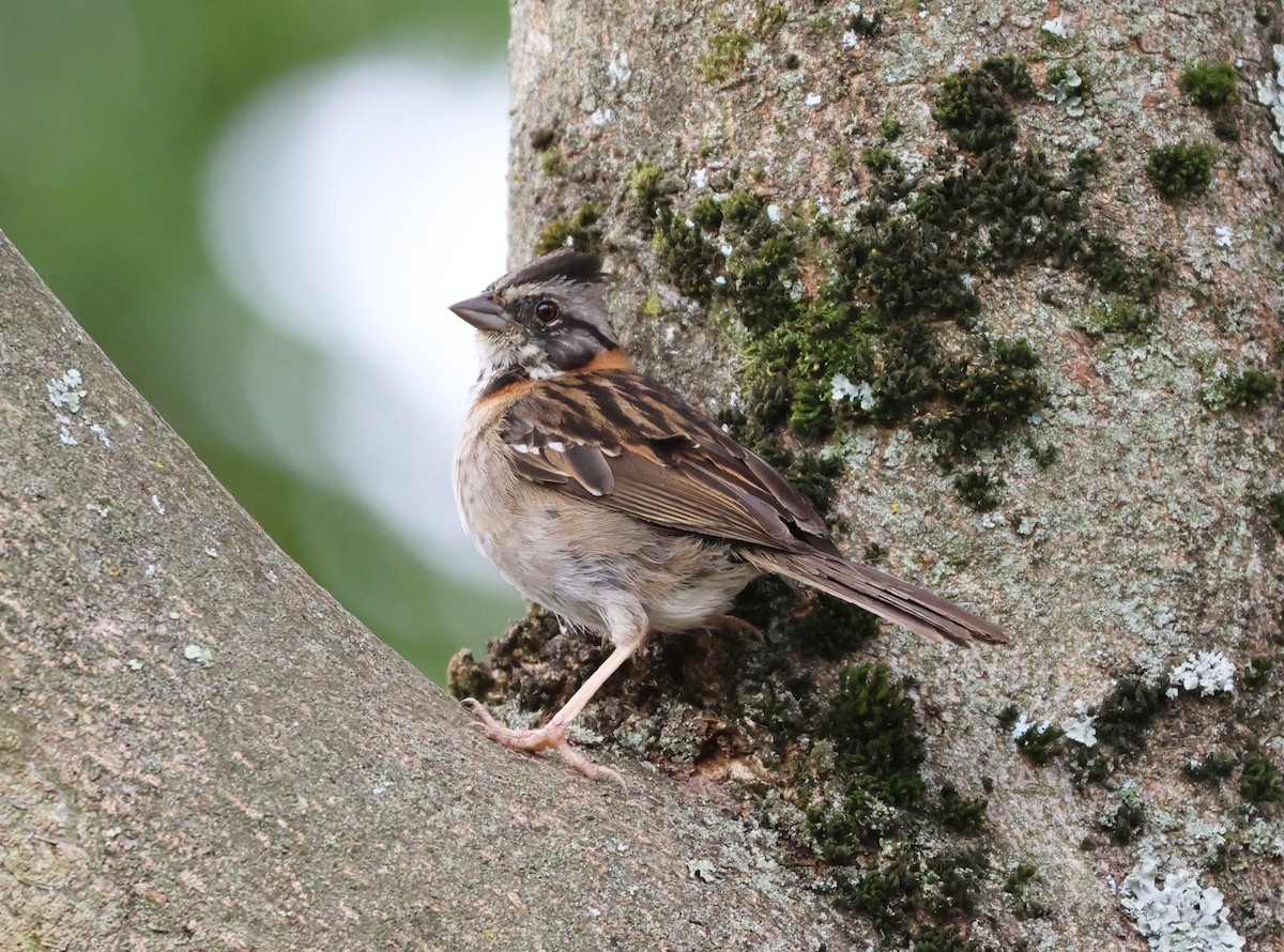 Rufous-collared Sparrow - ML598005611