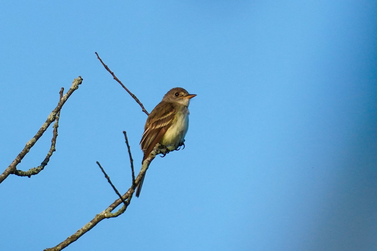 Willow Flycatcher - ML598007351