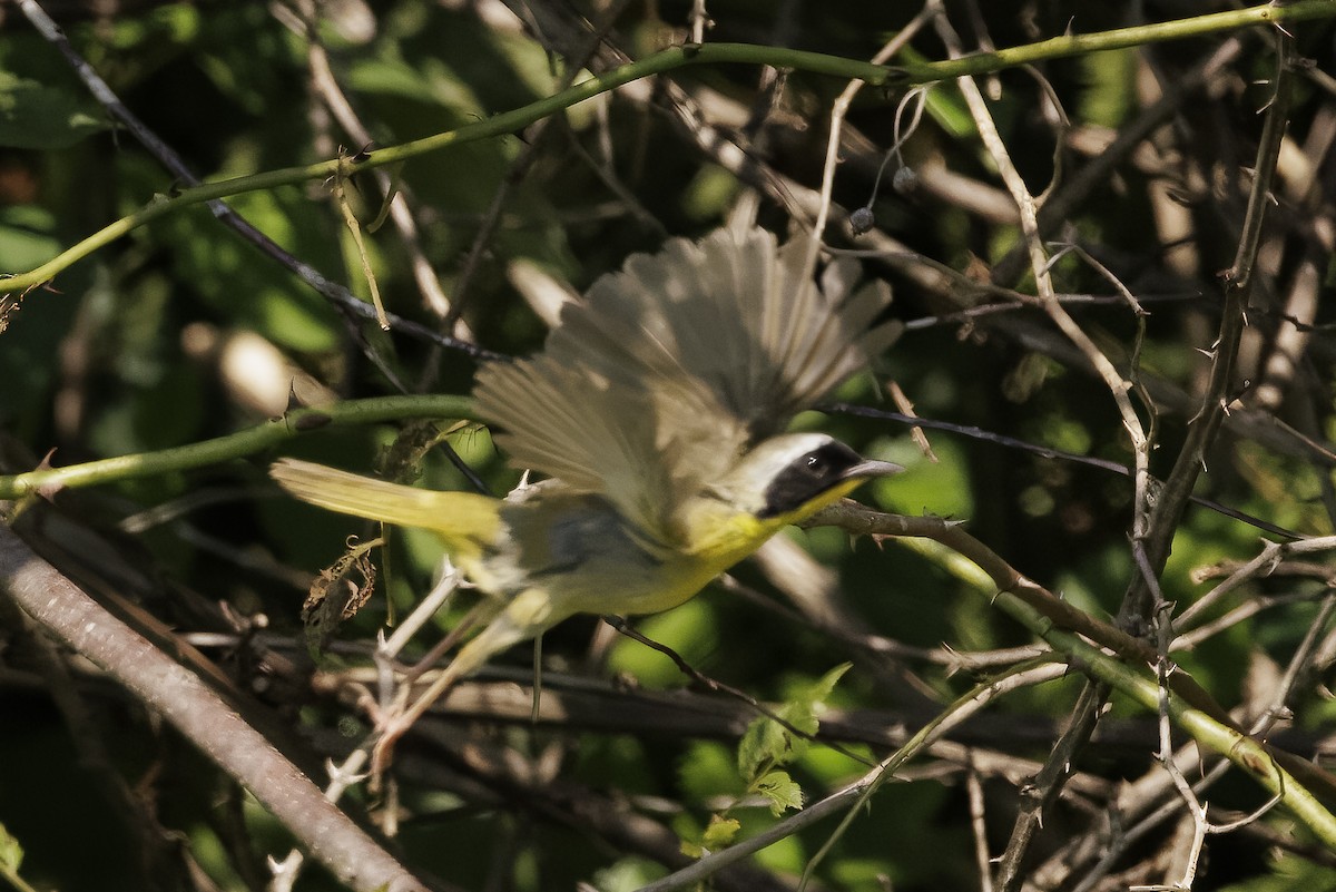 Common Yellowthroat - ML598008541