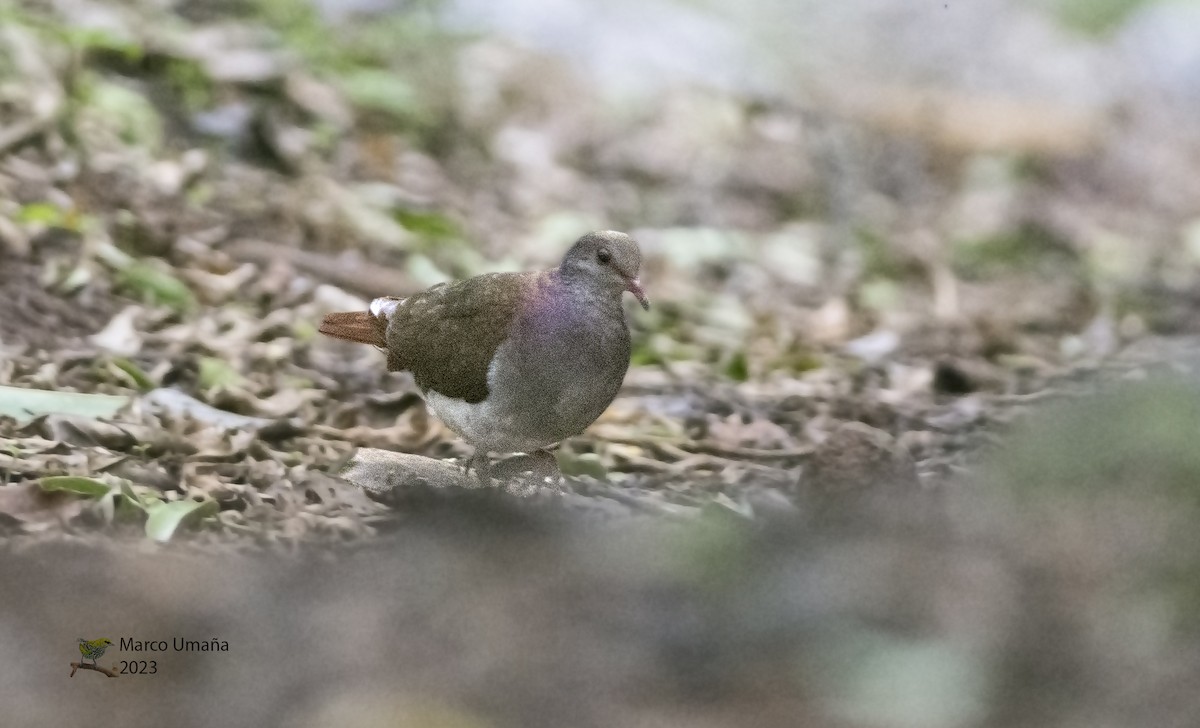 Violaceous Quail-Dove - ML598009231