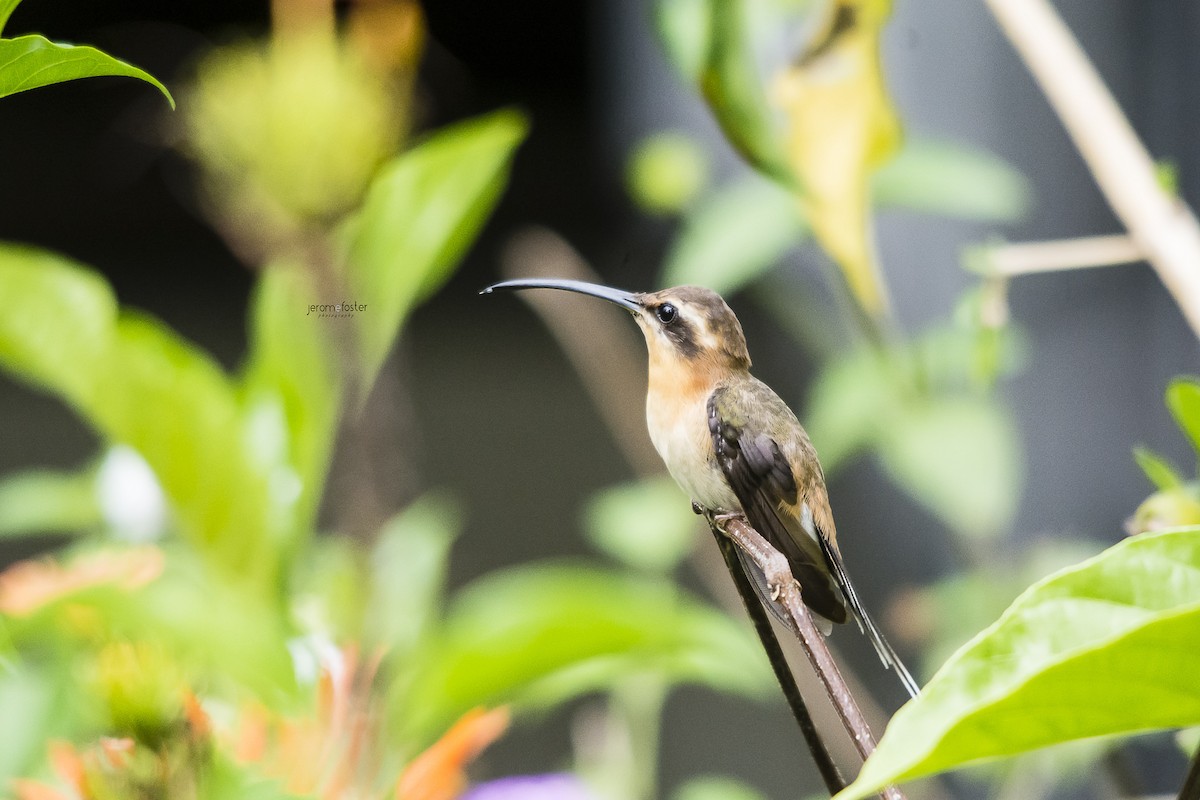 Braunkehl-Schattenkolibri - ML59801001