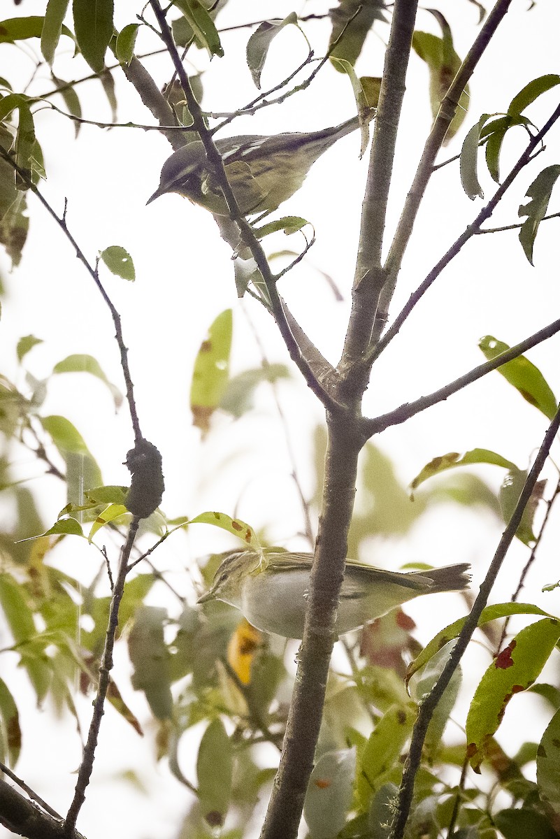 Red-eyed Vireo - ML598010151