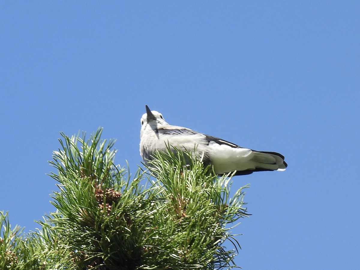 Clark's Nutcracker - ML598010731