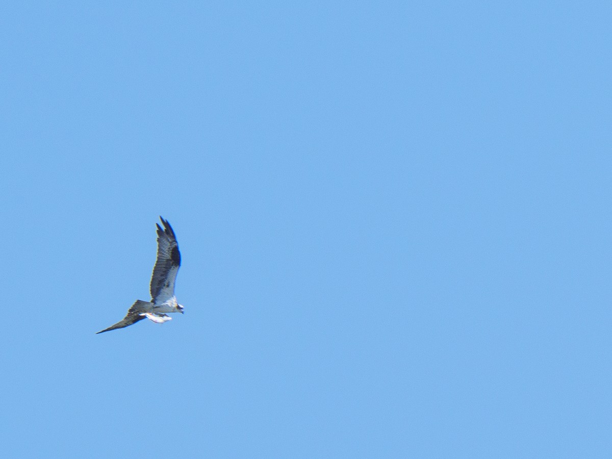 Águila Pescadora - ML598011711