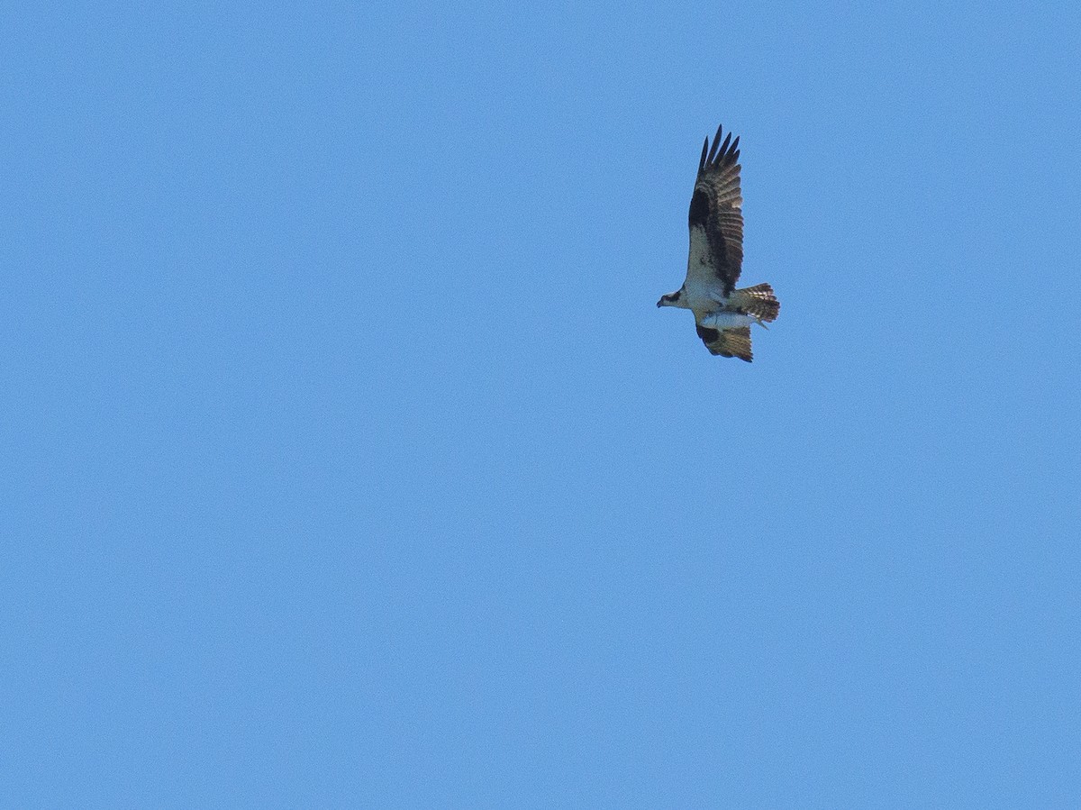 Águila Pescadora - ML598011741