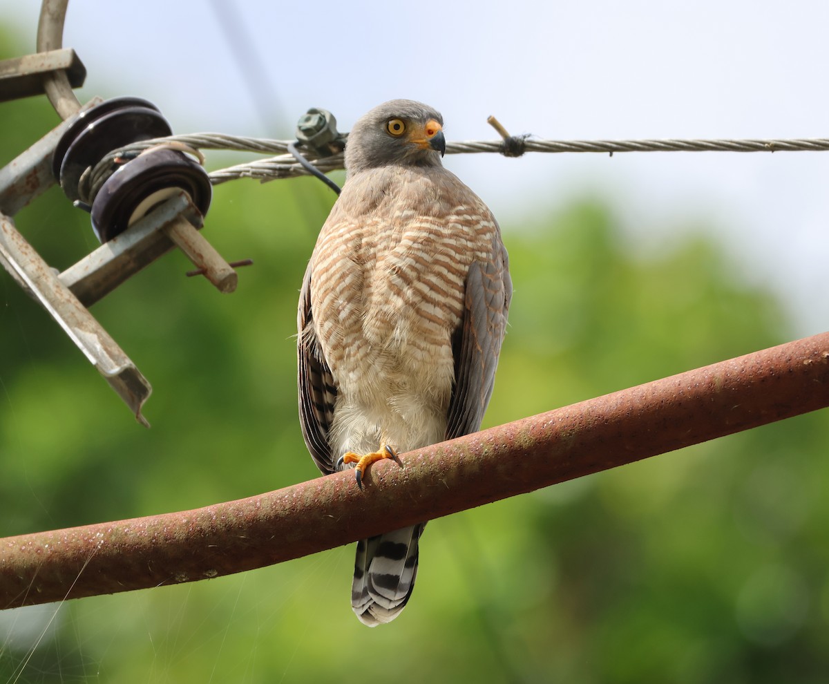 Roadside Hawk - ML598011891