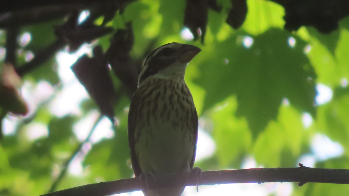 Rose-breasted Grosbeak - ML598013431