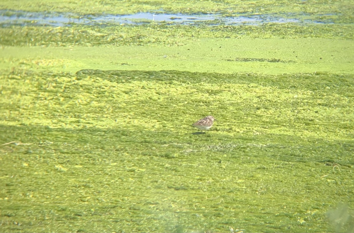 Least Sandpiper - Nathan Datsko