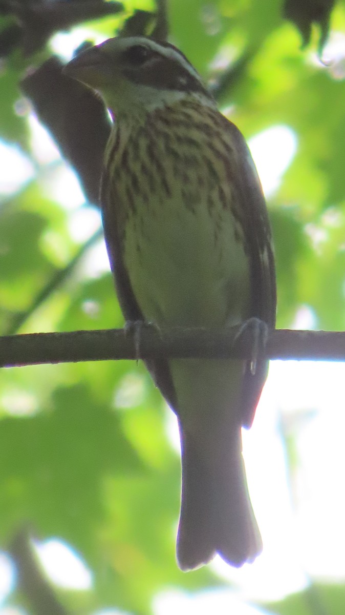 Rose-breasted Grosbeak - ML598013521