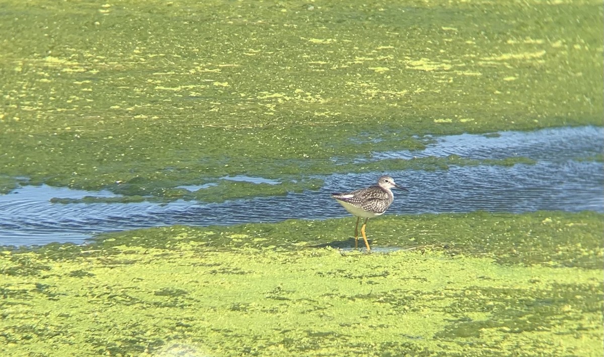 Lesser Yellowlegs - Nathan Datsko