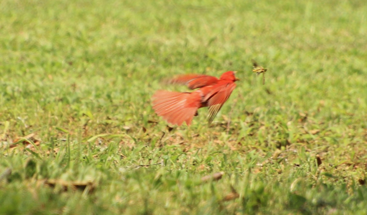 Summer Tanager - ML598013571