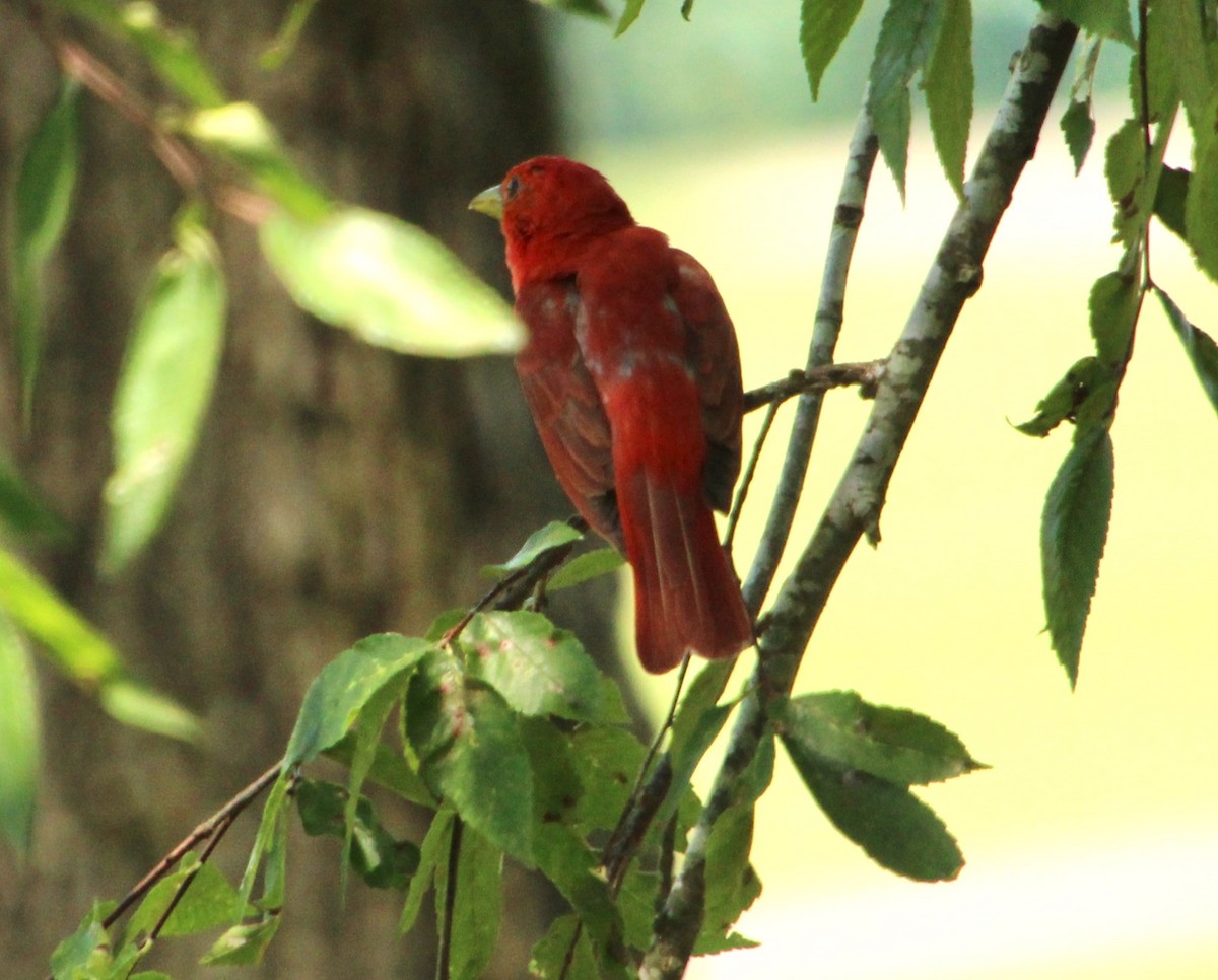 Summer Tanager - ML598013591