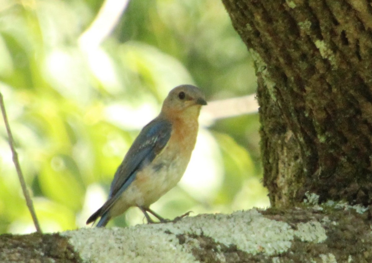 Eastern Bluebird - ML598013701