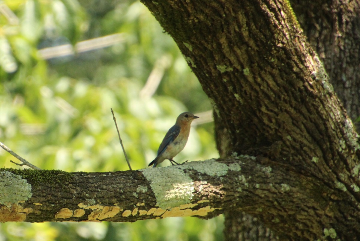 Eastern Bluebird - ML598013721