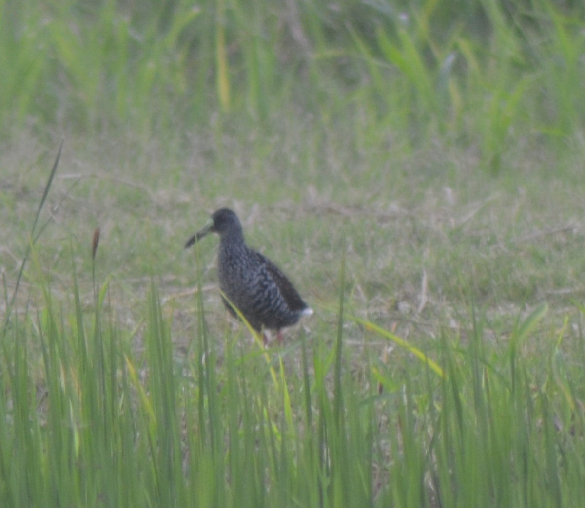 Spotted Rail - Joseph Rojas