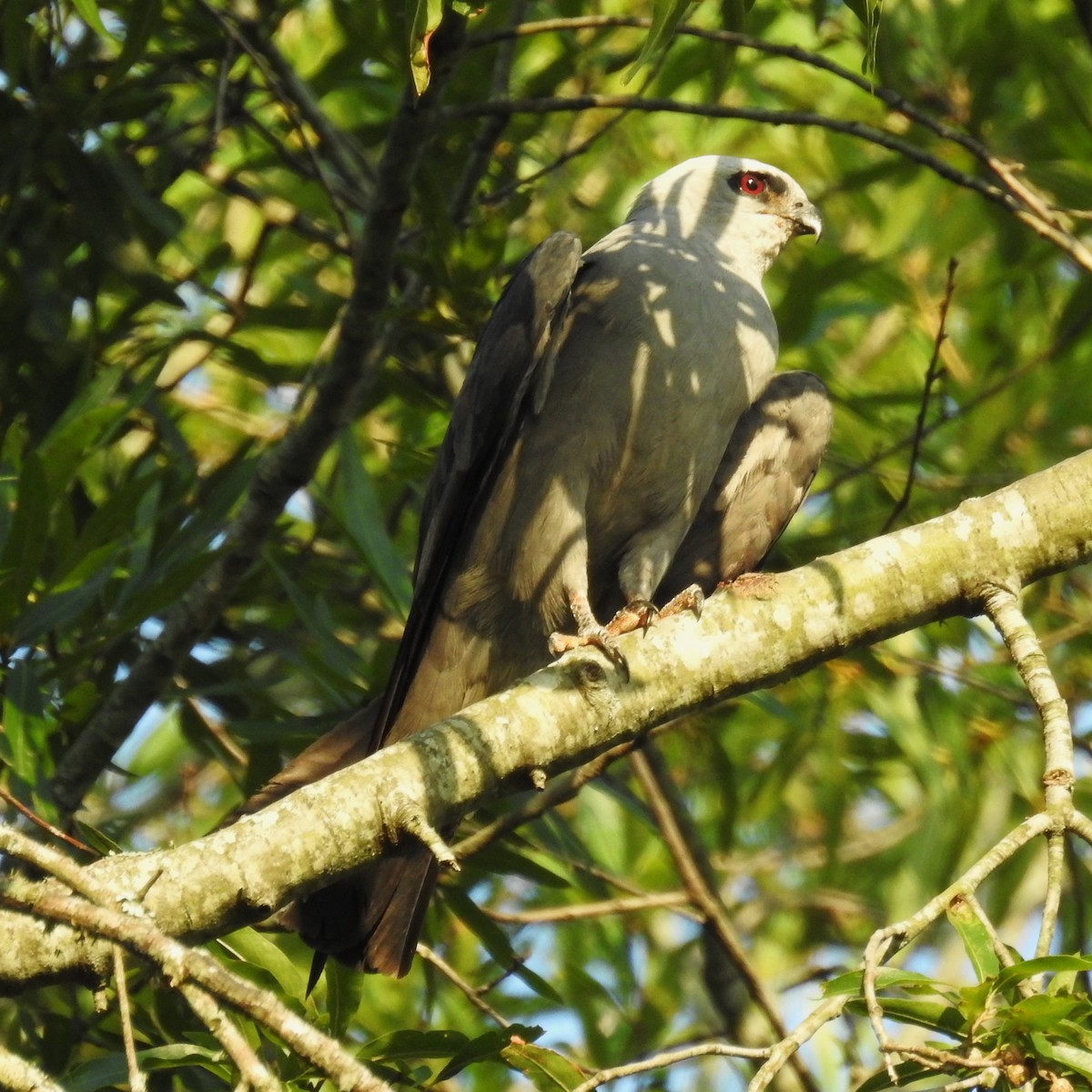 Mississippi Kite - Roger Massey