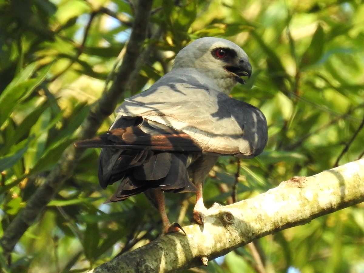 Mississippi Kite - ML598014281