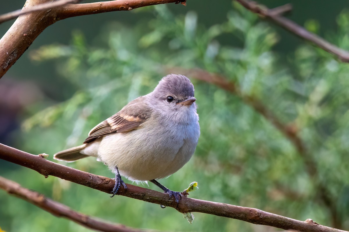 Southern Beardless-Tyrannulet - ML598014621