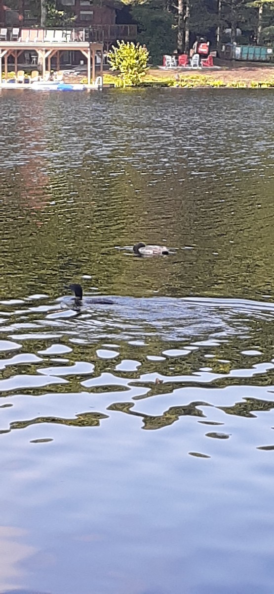 Common Loon - ML598014721