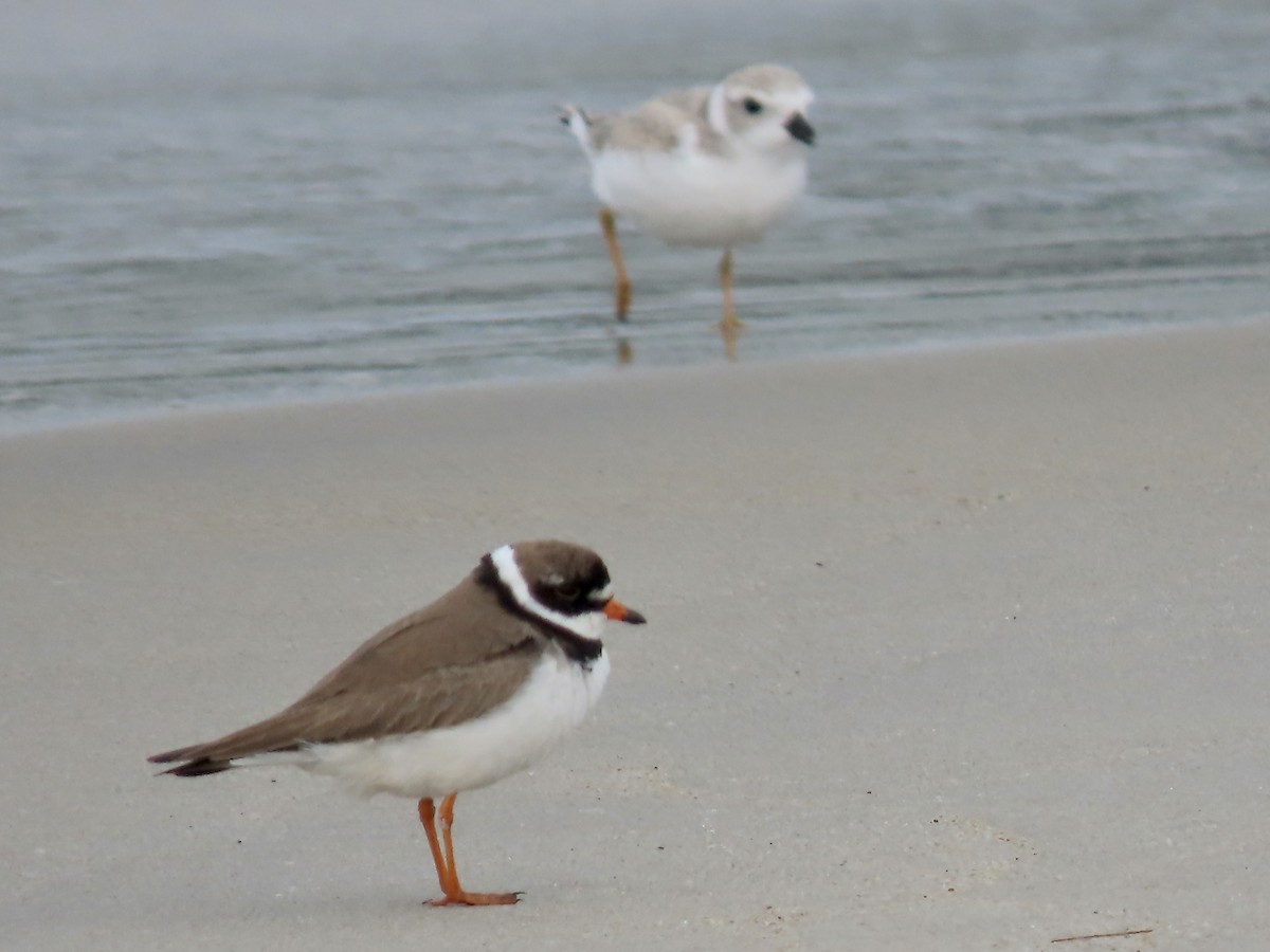 Semipalmated Plover - ML598016501