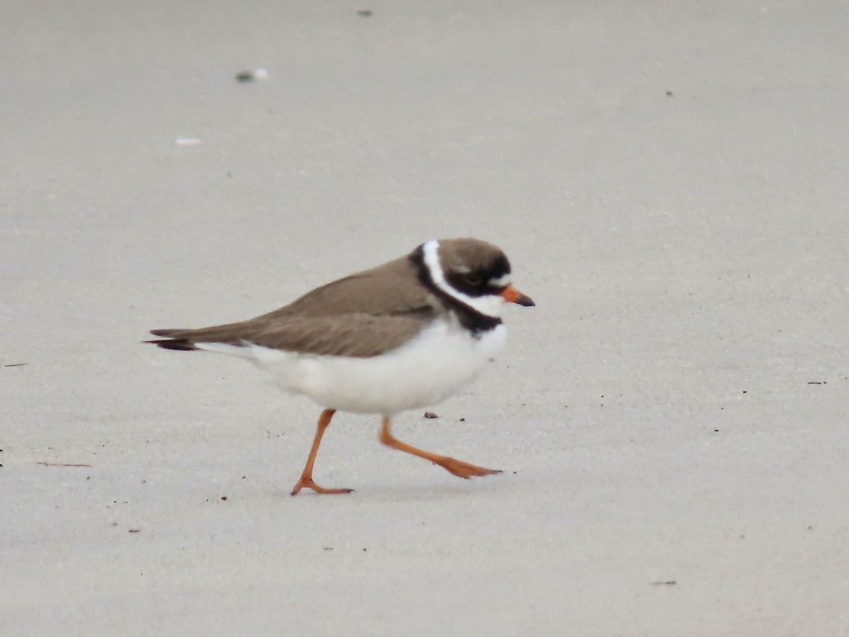 Semipalmated Plover - ML598016511