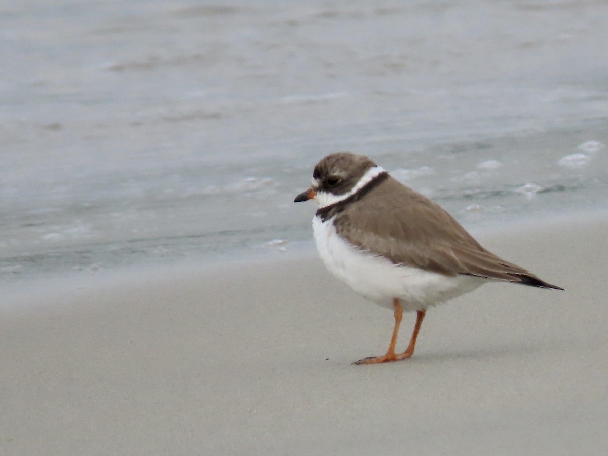 Semipalmated Plover - ML598016521