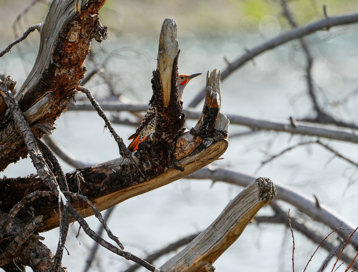 Northern Flicker (Red-shafted) - ML598017291