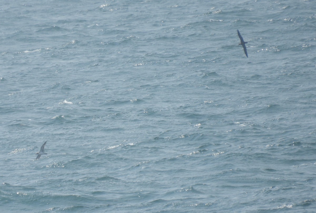 Cory's Shearwater - ML598017581