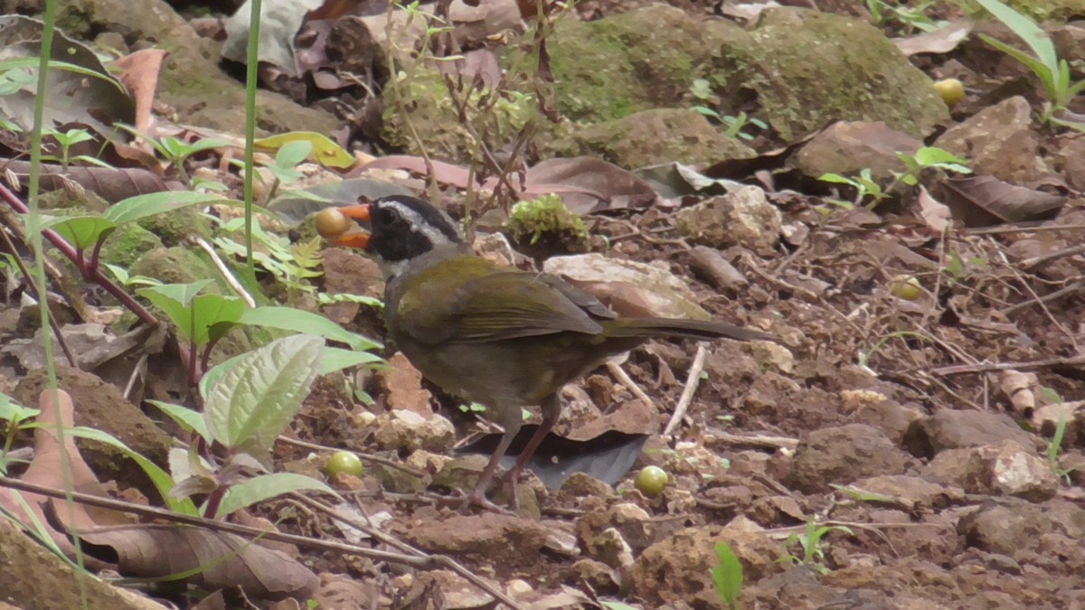 Orange-billed Sparrow - ML598019241