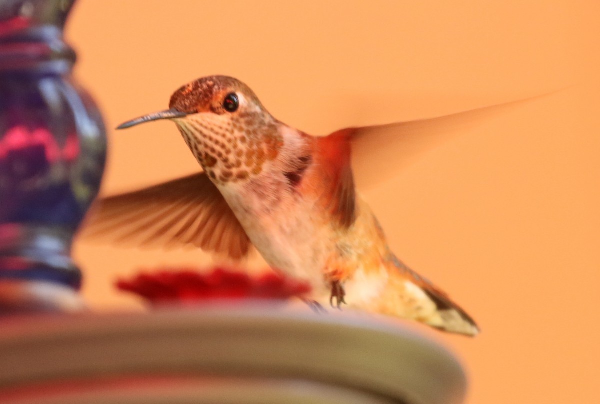 Rufous Hummingbird - ML598019311