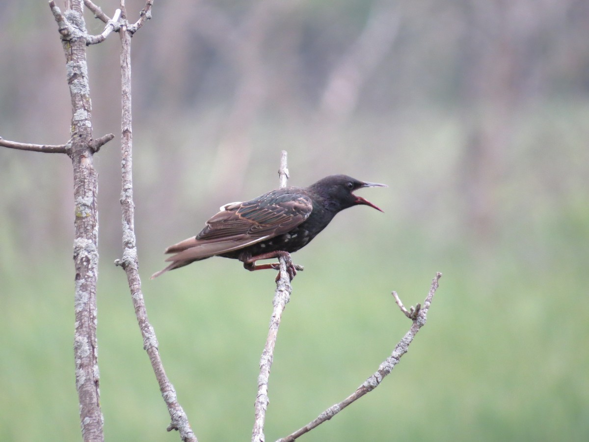 European Starling - ML598020361